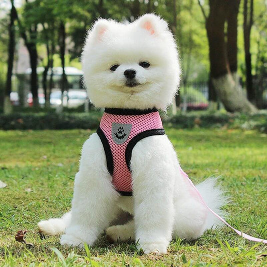 White fluffy dog in a pink harness sitting in grass, showcasing a pet leash with breathable mesh design.
