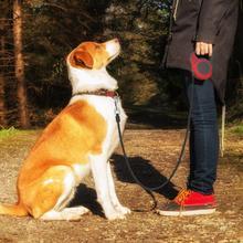 A person holding a telescopic pet traction rope with a dog sitting beside them in a wooded area.